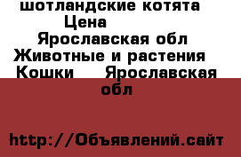 шотландские котята › Цена ­ 3 000 - Ярославская обл. Животные и растения » Кошки   . Ярославская обл.